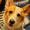 💙💛ちとせま💙💛71kgから-4.5㎏💛CHITOSEMA💙's profile picture