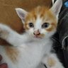 Neruchi profil fotoğrafı