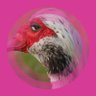 Emmanuel Vincent anomage(🧙♂️,🧙♂️) profil fotoğrafı