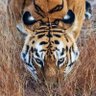 Os profil fotoğrafı