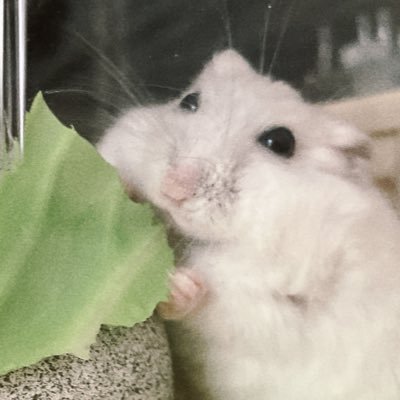 りんことモーイwithパウパウ's profile picture