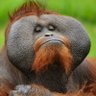 Findo Gask profil fotoğrafı