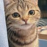 Jiangyubai's profile picture