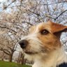 まーぼー 的头像