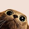 Gatzestreicheln's profile picture