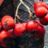 Rowan Tree 的头像