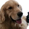Golden Rottweiler 的头像
