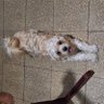 Guillermito33 profil fotoğrafı