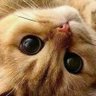 ling's profile picture