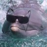mevareval's profile picture