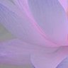 Фото профиля Ma_lenka