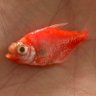 Mononcle Tanné's profile picture