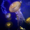 🪼 blob profil fotoğrafı