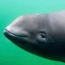 a deeper porpoise 的头像