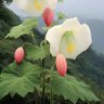 Фото профиля 软绵绵村村长硬邦邦