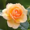 Mehjabeen Farhana's profile picture