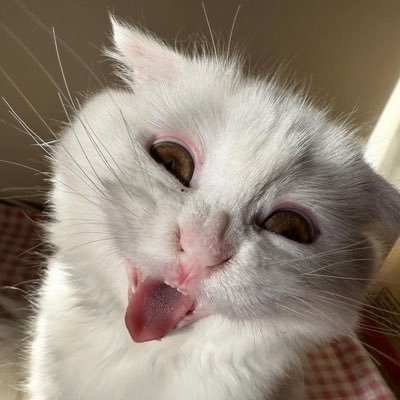 ohaneko55's profile picture