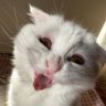 Фото профиля おはようねこさん。