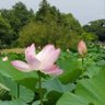 りん profil fotoğrafı