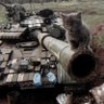 Cat On T-64's profile picture