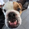Le patriote's profile picture