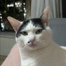 cabeção de ozempic profil fotoğrafı