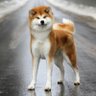 yamandpotato's profile picture