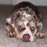TheGatorKingKennels profil fotoğrafı