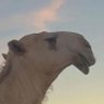 عبدالله المساعره profil fotoğrafı