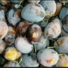 Plum B profil fotoğrafı