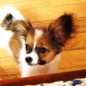 パピヨン🐾🍀戦争止めてくるわ🍀 profil fotoğrafı