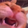 Profilbild von Danmati