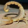 ANDANTE 69's profile picture