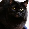 Crape Kitty 🇦🇺🏴☠️🐈's profile picture