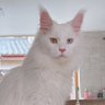 ZELL CHING profil fotoğrafı