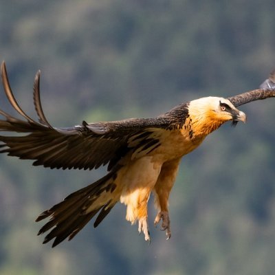 همای سعادت's profile picture
