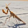 Mantis R.-'s profile picture