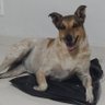 Shu L profil fotoğrafı