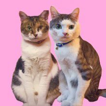 uzu(uzutaromax)'s profile picture