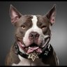 PITBULLJEW profil fotoğrafı