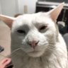 Coquete 的头像