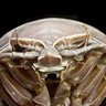 Фото профиля IloveIsopods