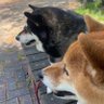 m_siba profil fotoğrafı