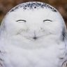 ふくろう profil fotoğrafı