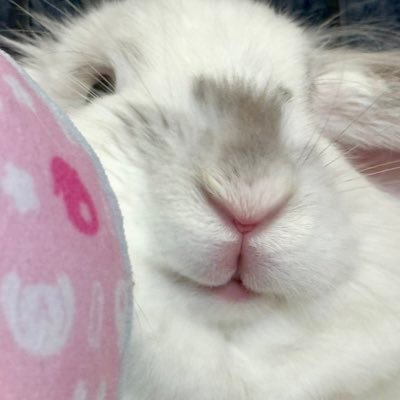 でーふく's profile picture