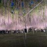 ダイ 的头像