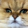 chlko's profile picture