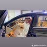 صلاح العبدلي's profile picture
