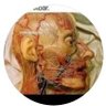 ontop's profile picture