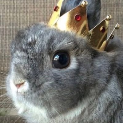 detentionbunny's profile picture